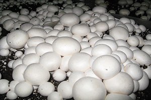 Bahadın da kültür mantarı yetiştiriciliği kursu