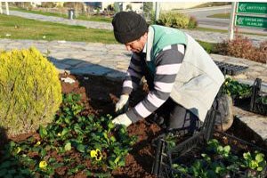 Denizli de Kış Aylarında 2 Milyon Çiçek Dikilecek