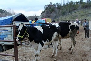 Kadışehri İlçesinde Hayvancılık Gelişiyor