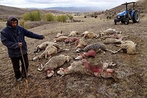 Sürüye Saldıran Kurtlar 30 Koyunu Telef Etti