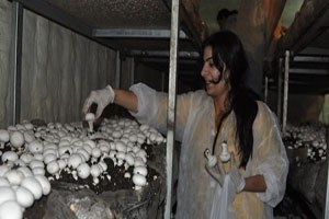 Tuncelili kadınlar mantar üretimini öğreniyor