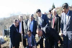 Baston İçin Kızılcık Ağacı Diktiler