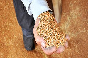 Rusya da tahıl ihracatı tamamen durdu