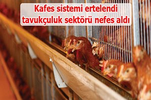 Tavukçuluk sektörü yeni yönetmelikle rahat nefes aldı