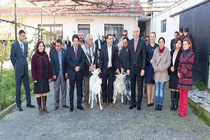 Urlalı Keçi Yetiştiricisine Saanen Takviyesi