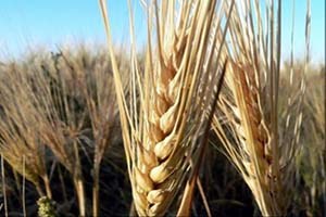 Bilimsel Araştırma İçin Yurda Bitkisel Ürün Girişine Düzenleme