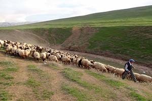 Gümüşhane de Sürü Yönetimi Elemanı Eğitimi Verildi
