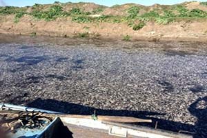 Manyas ta Toplu Balık Ölümlerine İnceleme