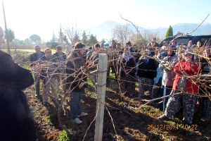 Honaz da Çiftçilere Budama Eğitimi Verildi