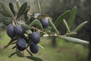 Marmarabirlik Yılı 41 7 Milyon Lira Kar ile Kapatıyor