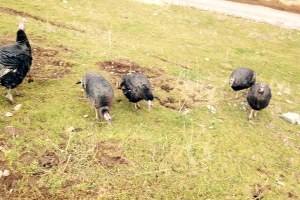 Tarım Müdürlüğü Çiftçilere Hindi Dağıttı