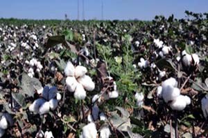 Pamuk Destek Pirimi En Az 90 Kuruş Olmalı
