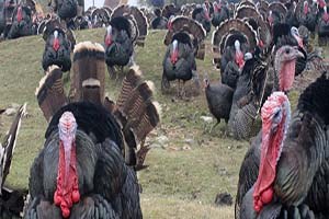 Hindi Yetiştiriciliği Girişimcisini Sevindirdi