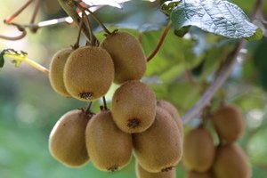 Kivi üretiminde rekor düşüş