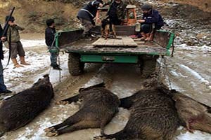 Köylüler Domuzlara Karşı Önlemi Kendilleri Aldı