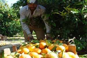 Portakal İhracı İçin Üretici Rusya nın Kapılarını Açmasını Bekliyor