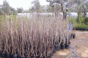 Bodrum da 3 Bin Fidan Dağıtıldı