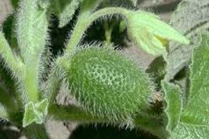 Canını seven bu bitkiye dikkat etsin