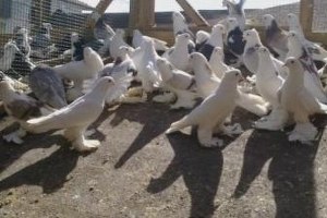 Kilis te Hayvan Kaçakçılarına Yönelik Operasyon