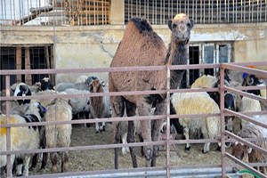 Kilis te Hayvan Kaçakçılığı