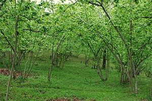 Yaşlı Fındık Bahçelerininin Sökümü Sürüyor