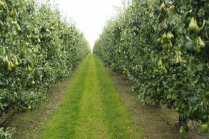 Kırıkkale de Meyve ve Bağcılığı Geliştirme Çalışmaları Başladı