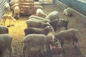 Bursa da Çatısı Çöken Ahırdaki Koyunlar Kurtarıldı