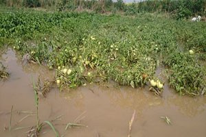 Tarım Arazileri Su Altında