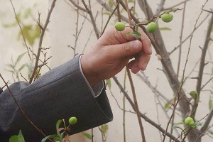 Sapanca da Erik Ağacı Meyve Verdi