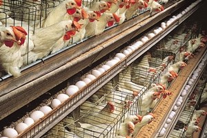 Kanada tavuklarında kuş gribi korkusu