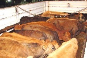 Antalya da Meradan Çalınan İnekler Konya da Bulundu