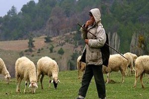 Tekirdağ da Hayvancılık Yapanlara Su İndirimi