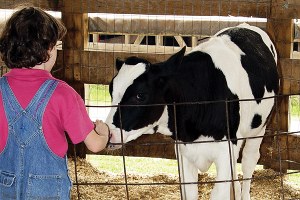 Buzağılar Bebek Gibi Bakılacak