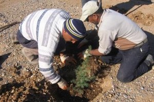 Karaköprü de 6 Ayda 15 Bin Ağaç Dikildi