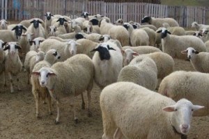 Kilis te Hayvan Kaçakçılarına Yönelik Operasyon