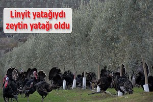 Linyit yatağıydı zeytin yatağı oldu