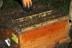 Trabzon da Yılda Bin 195 Ton Bal Üretiliyor