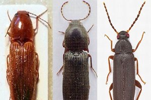 3 Yeni Böcek Türü Keşfedildi