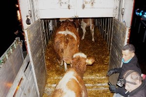 Edirne de büyükbaş hayvan yüklü TIR devrildi