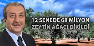 12 senede 68 milyon zeytin ağacı dikildi