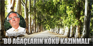 Bu ağaçların kökü kazınmalı