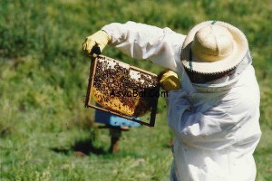 Muş ta Sertifikalı Arıcılık Kursu Açıldı