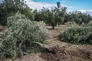 Soma da Kurulması Planlanan Termik Santral