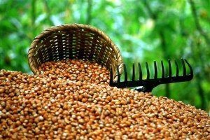 Yeşil Altın Üreticisine 5 Yılda 3 Milyar 702 Milyon TL lik Destek