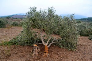 Yırca da Katledilen Zeytin Ağaçlarını Koruma Görevi Köylünün