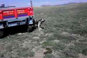 Aksaray da Kuduz Paniği