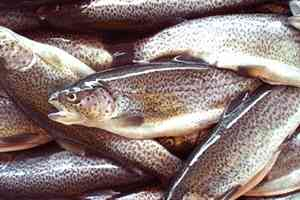 Alabalık üretimi 2014 te azalacak