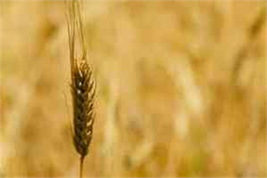 Gap Çiftçisi Arpada Umduğunu Bulamadı