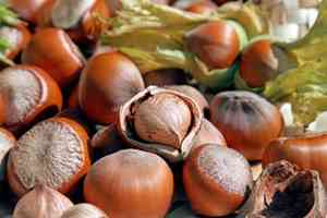 Bunamaya karşı fındık tüketilmeli