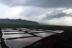 Güroymak ta Çeltik Ekimine Başlandı